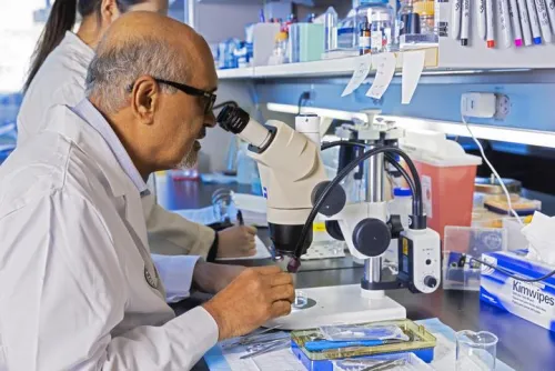 A researcher stares into a microscope